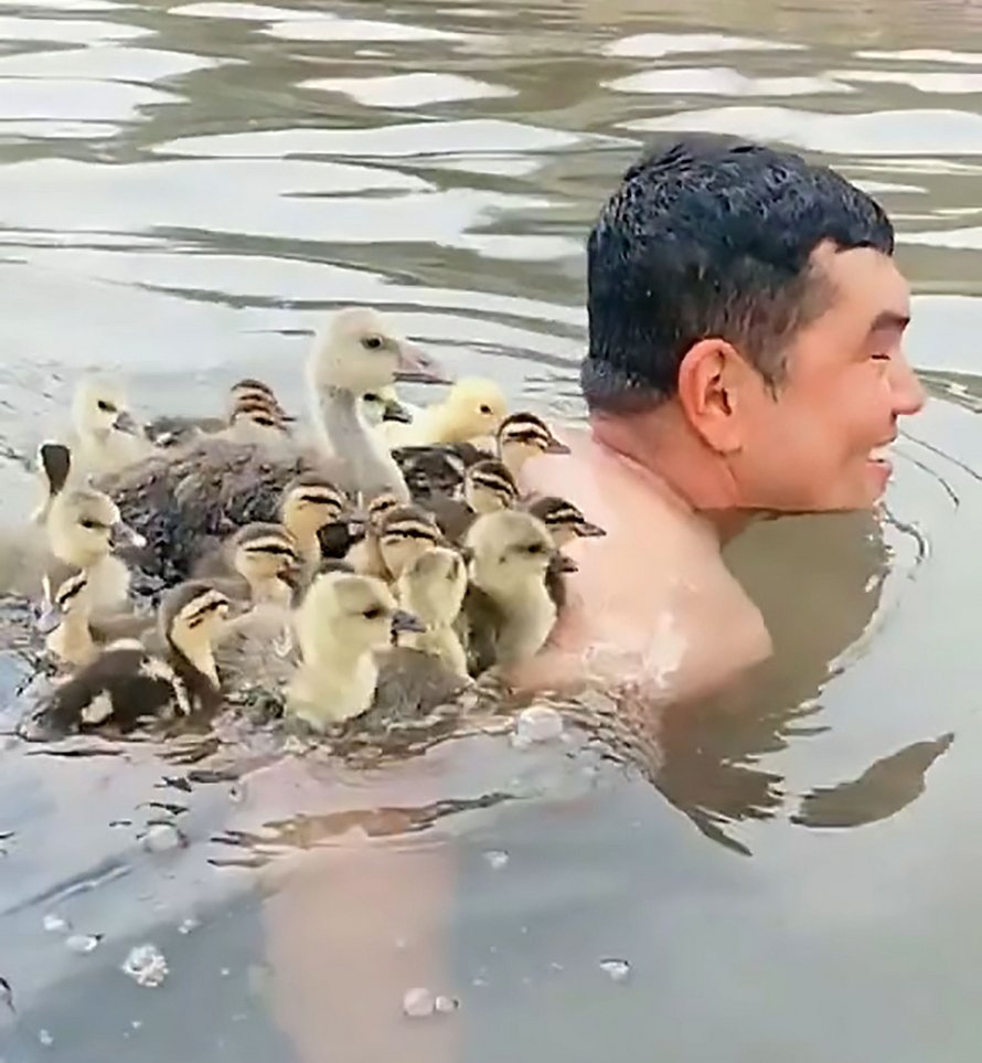 Voici le moment adorable où un éleveur d’oies nage avec des oisons sur son dos