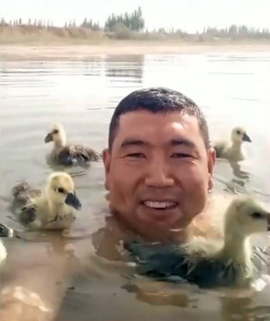Voici le moment adorable où un éleveur d’oies nage avec des oisons sur son dos