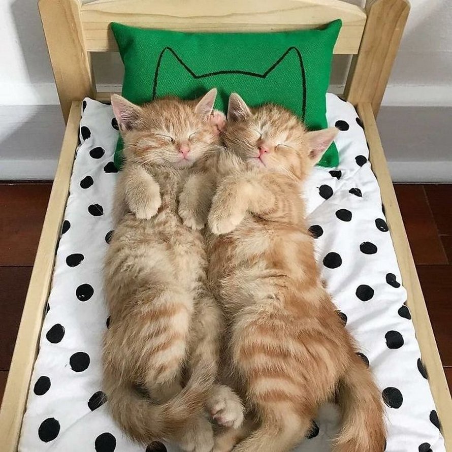 IKEA vend de petits lits pour les poupées d’enfants, mais ces 30 personnes les ont achetés pour leurs chats