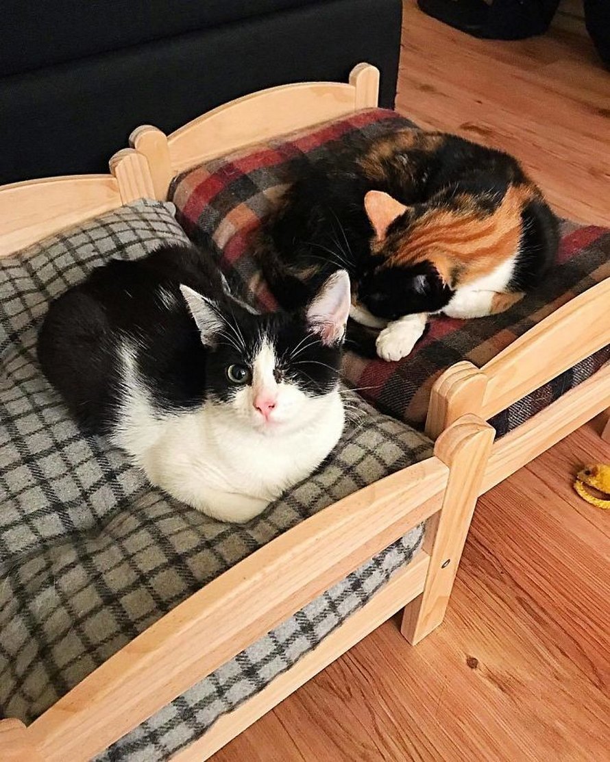 IKEA vend de petits lits pour les poupées d’enfants, mais ces 30 personnes les ont achetés pour leurs chats