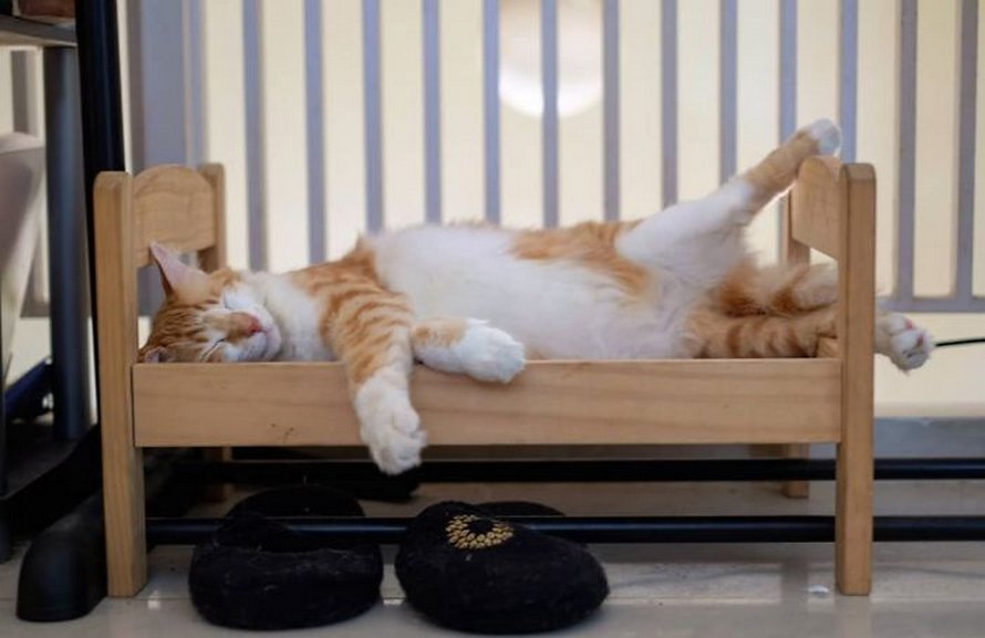 Ikea Vend De Petits Lits Pour Les Poupees D Enfants Mais Ces 30 Personnes Les Ont Achetes Pour Leurs Chats Ipnoze Ikea Vend De Petits Lits Pour Les Poupees D Enfants Mais Ces 30 Personnes Les Ont Achetes Pour Leurs Chats Ipnoze