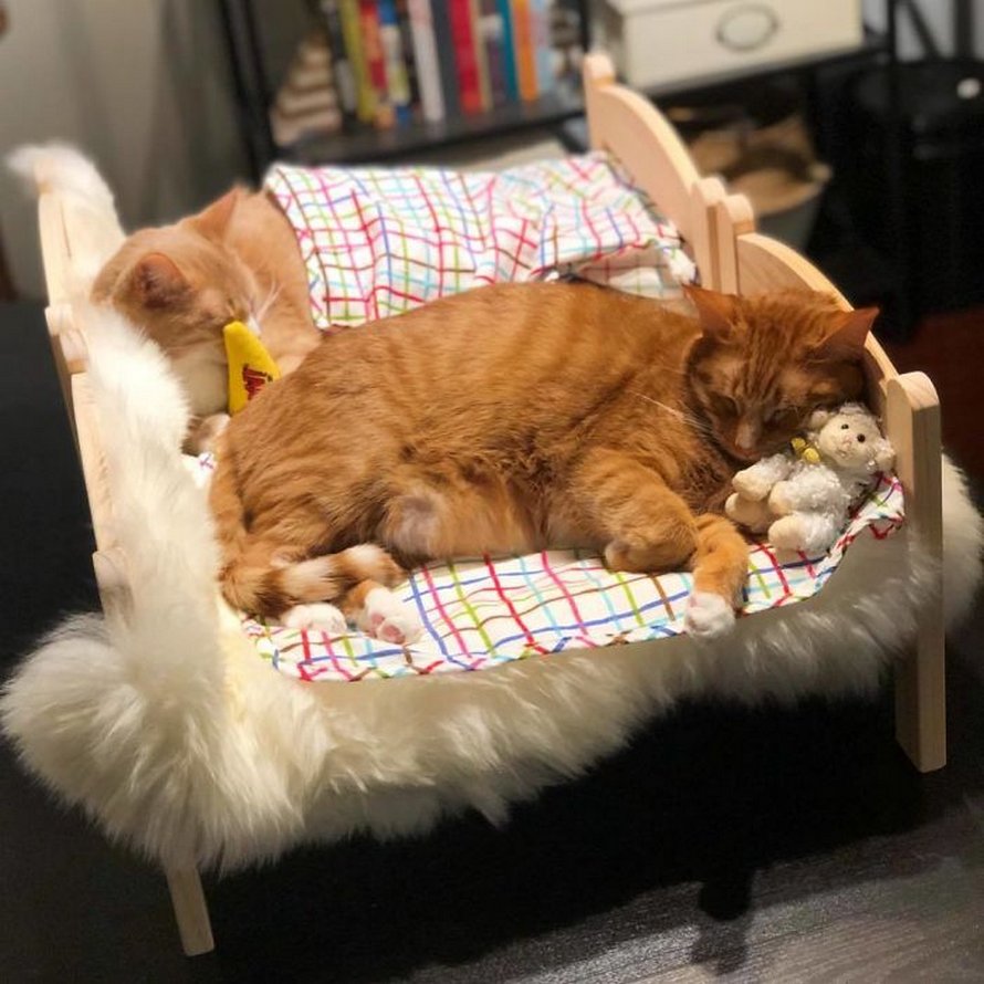 IKEA vend de petits lits pour les poupées d’enfants, mais ces 30 personnes les ont achetés pour leurs chats