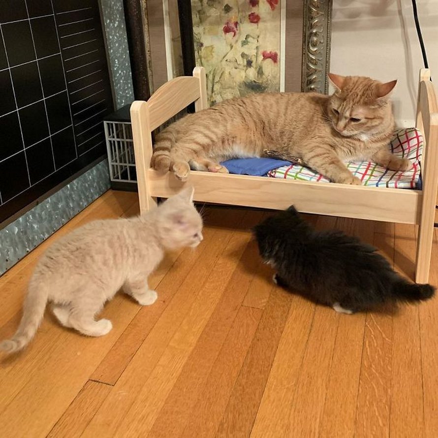 IKEA vend de petits lits pour les poupées d’enfants, mais ces 30 personnes les ont achetés pour leurs chats