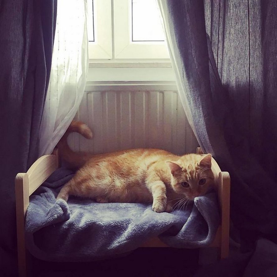 IKEA vend de petits lits pour les poupées d’enfants, mais ces 30 personnes les ont achetés pour leurs chats