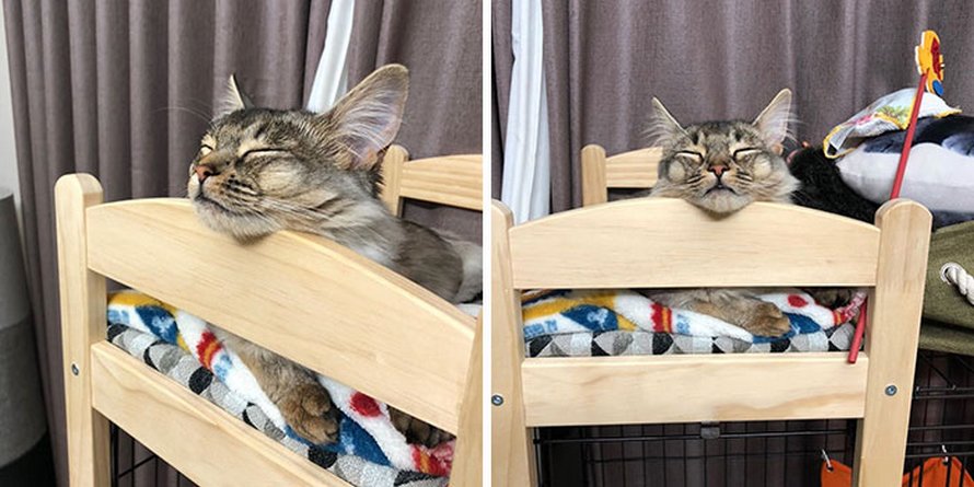 IKEA vend de petits lits pour les poupées d’enfants, mais ces 30 personnes les ont achetés pour leurs chats