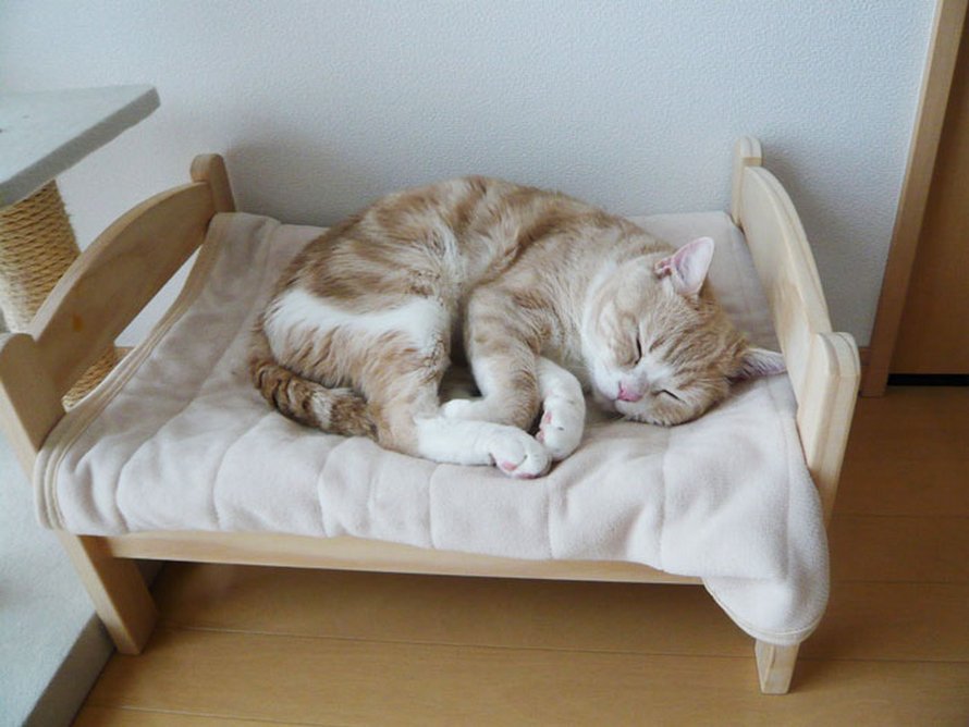 IKEA vend de petits lits pour les poupées d’enfants, mais ces 30 personnes les ont achetés pour leurs chats