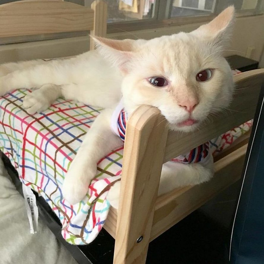 IKEA vend de petits lits pour les poupées d’enfants, mais ces 30 personnes les ont achetés pour leurs chats