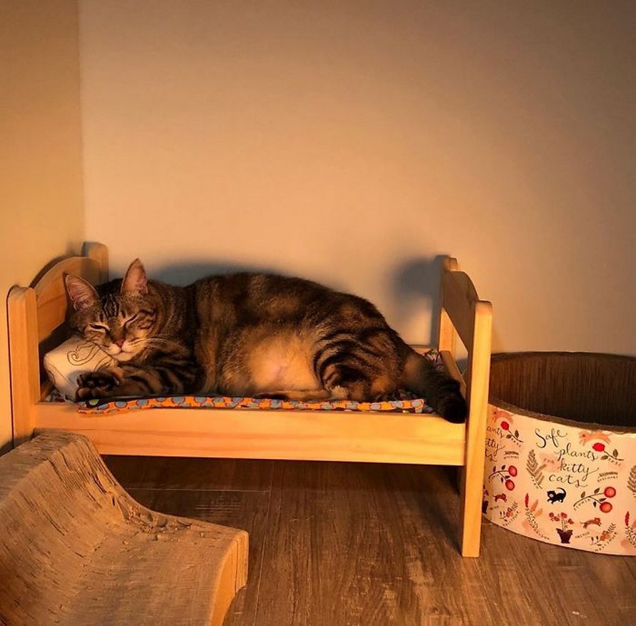 IKEA vend de petits lits pour les poupées d’enfants, mais ces 30 personnes les ont achetés pour leurs chats