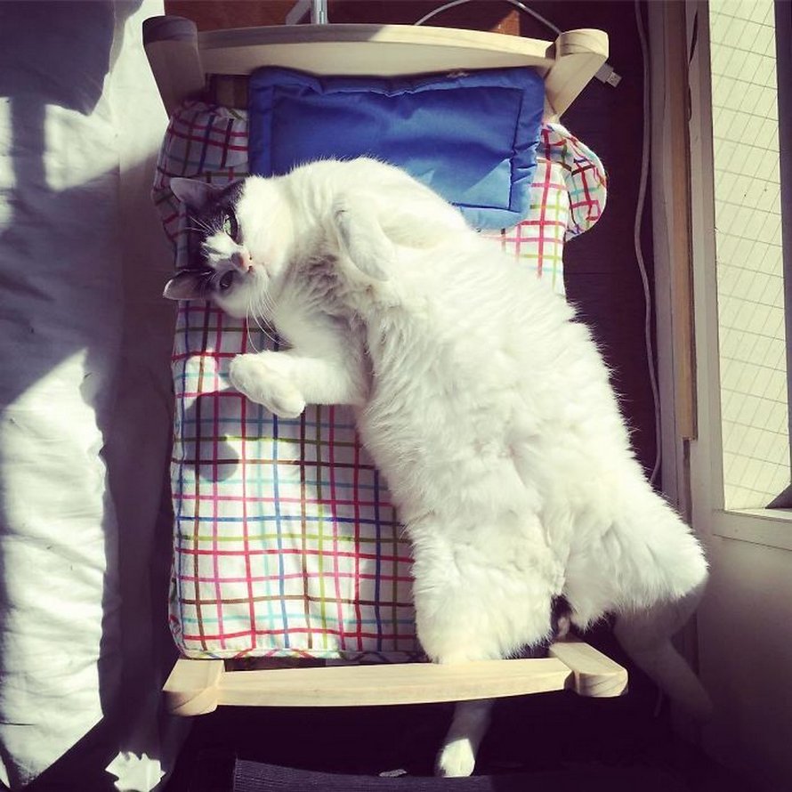 IKEA vend de petits lits pour les poupées d’enfants, mais ces 30 personnes les ont achetés pour leurs chats
