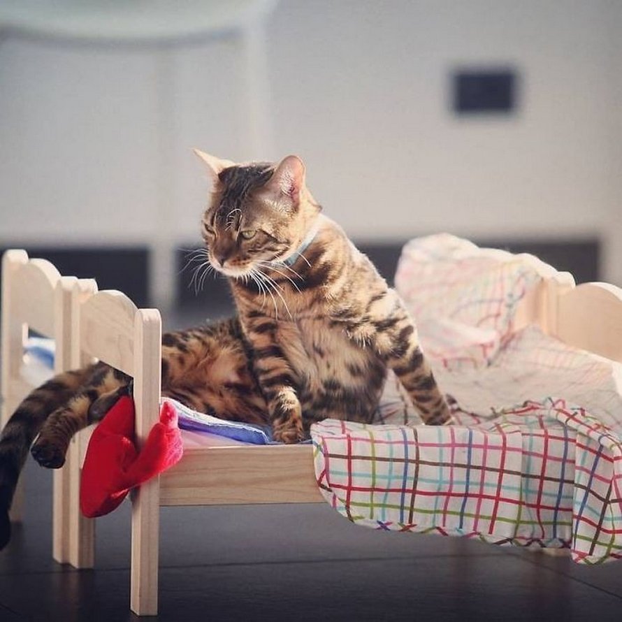 IKEA vend de petits lits pour les poupées d’enfants, mais ces 30 personnes les ont achetés pour leurs chats