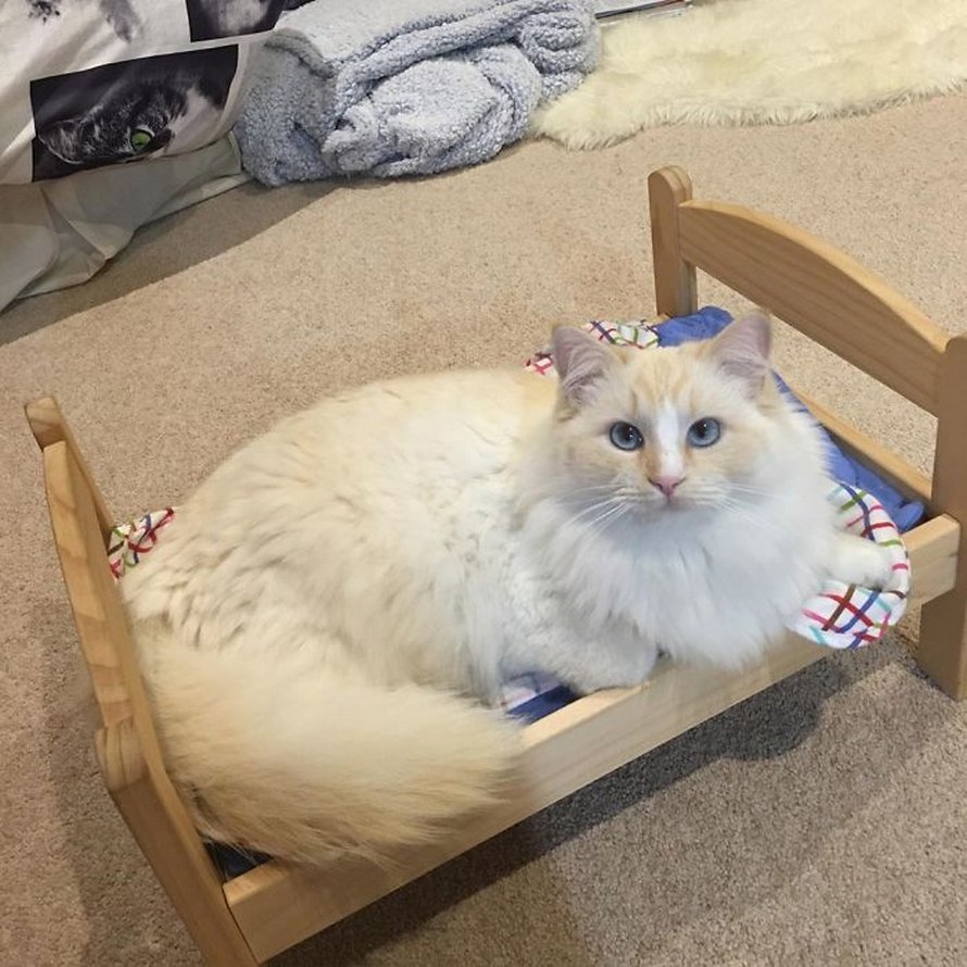 IKEA vend de petits lits pour les poupées d’enfants, mais ces 30 personnes les ont achetés pour leurs chats