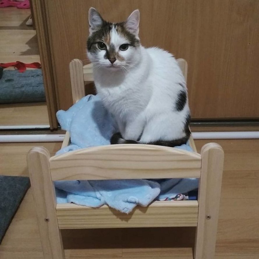 IKEA vend de petits lits pour les poupées d’enfants, mais ces 30 personnes les ont achetés pour leurs chats