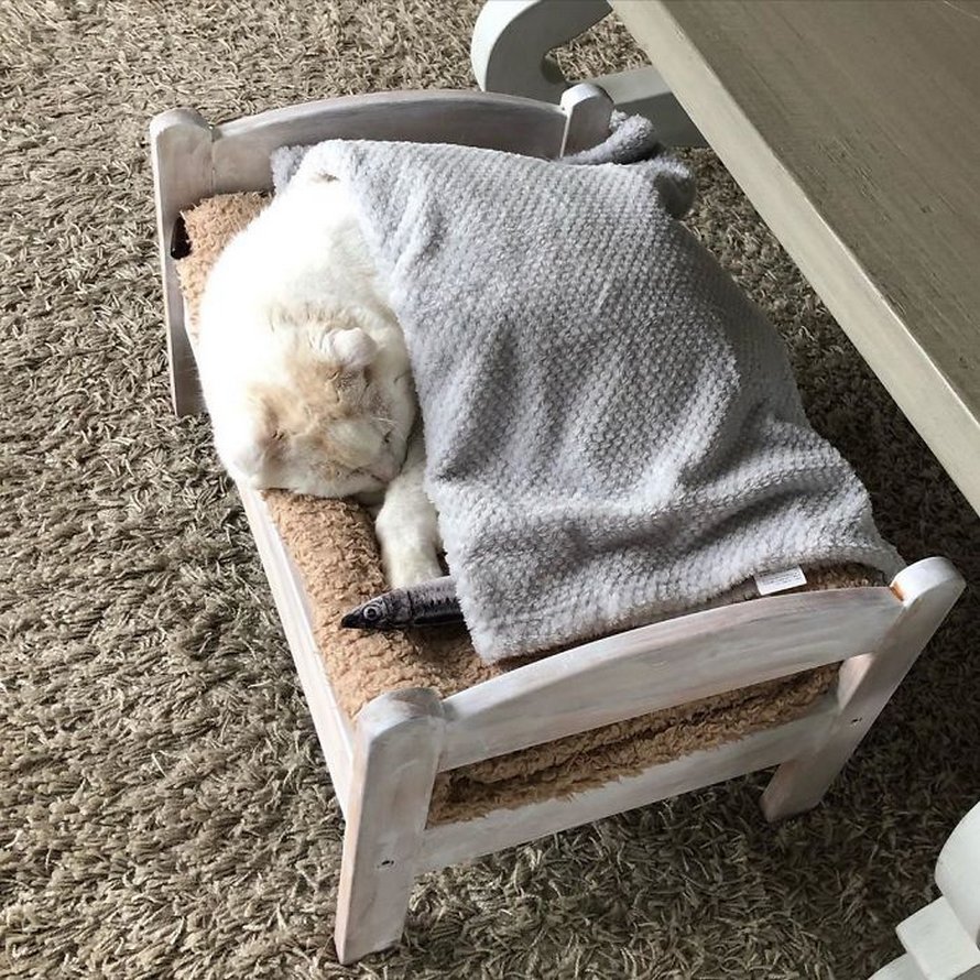 IKEA vend de petits lits pour les poupées d’enfants, mais ces 30 personnes les ont achetés pour leurs chats