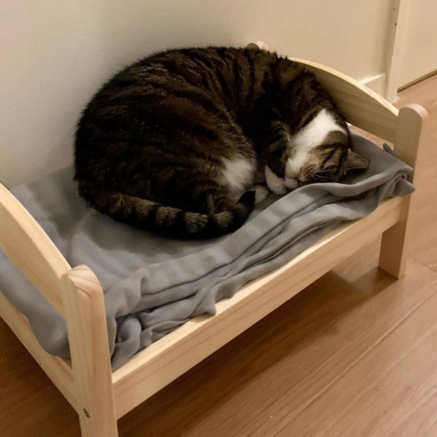 IKEA vend de petits lits pour les poupées d’enfants, mais ces 30 personnes les ont achetés pour leurs chats