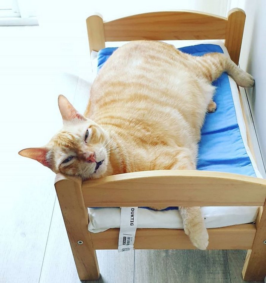 IKEA vend de petits lits pour les poupées d’enfants, mais ces 30 personnes les ont achetés pour leurs chats