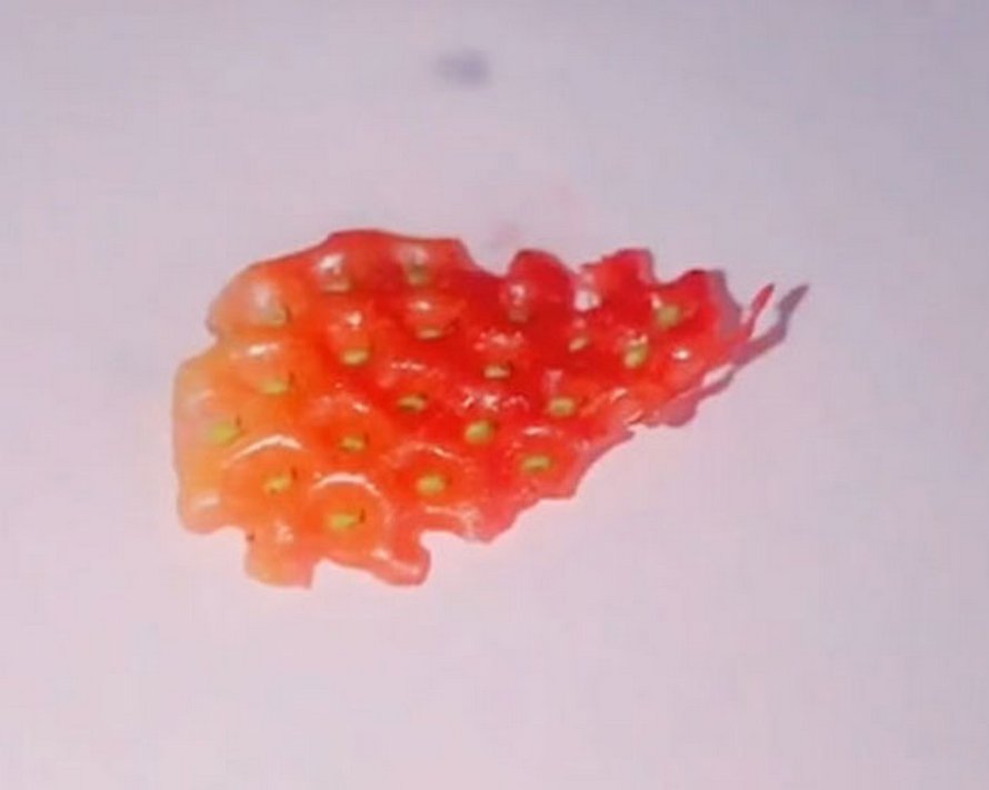 Si tu mets des fraises dans de l’eau salée, de minuscules insectes en sortent