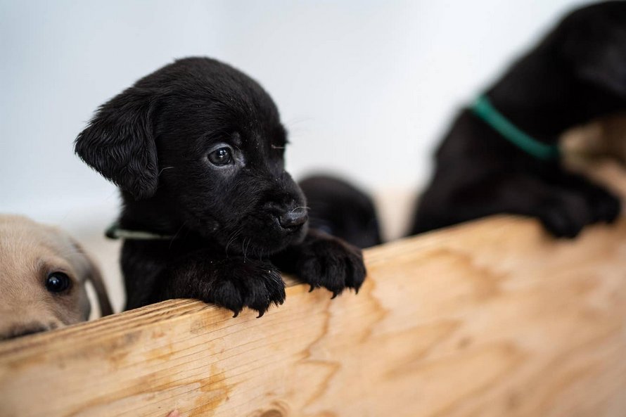 Un labrador donne naissance à 14 chiots et c’est l’une des plus grandes portées de l’histoire de la race