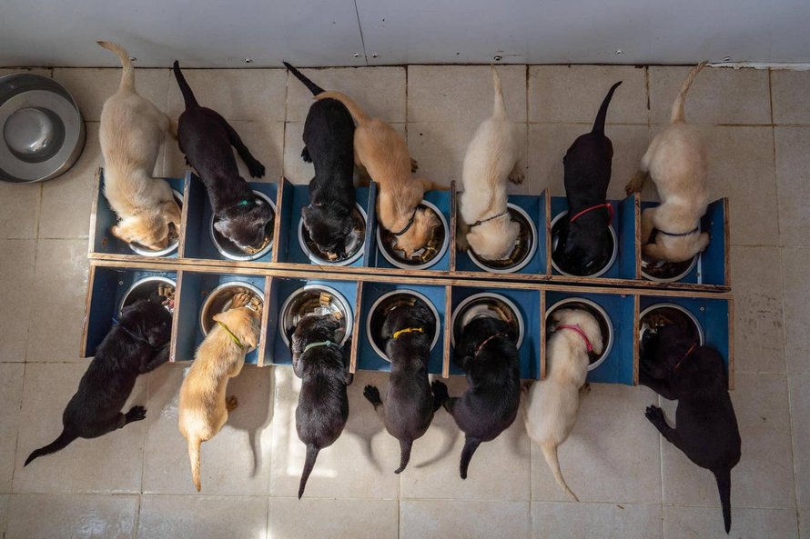 Un labrador donne naissance à 14 chiots et c’est l’une des plus grandes portées de l’histoire de la race