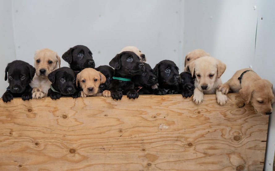 Un labrador donne naissance à 14 chiots et c’est l’une des plus grandes portées de l’histoire de la race