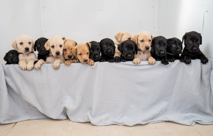 Un labrador donne naissance à 14 chiots et c’est l’une des plus grandes portées de l’histoire de la race