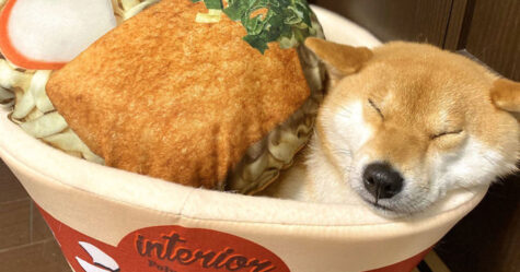 Des gens achètent des lits en forme de bol de nouilles pour leurs animaux et les photos sont trop mignonnes