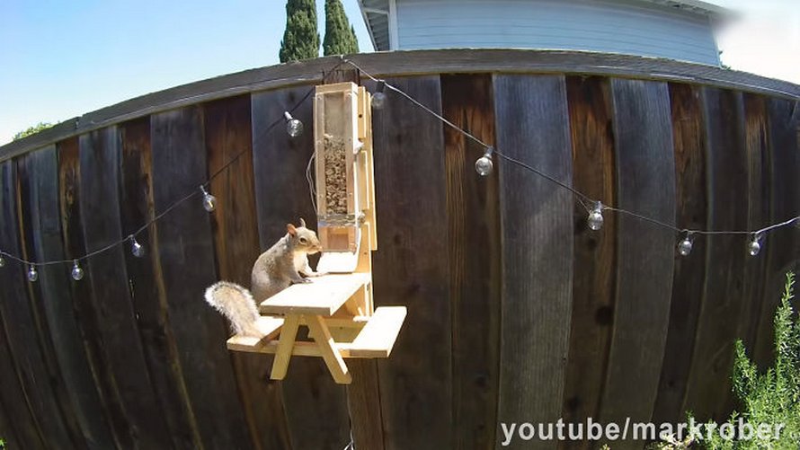 Un ancien ingénieur de la NASA construit une mangeoire à oiseaux à l’épreuve des écureuils et les regarde lutter pour les friandises