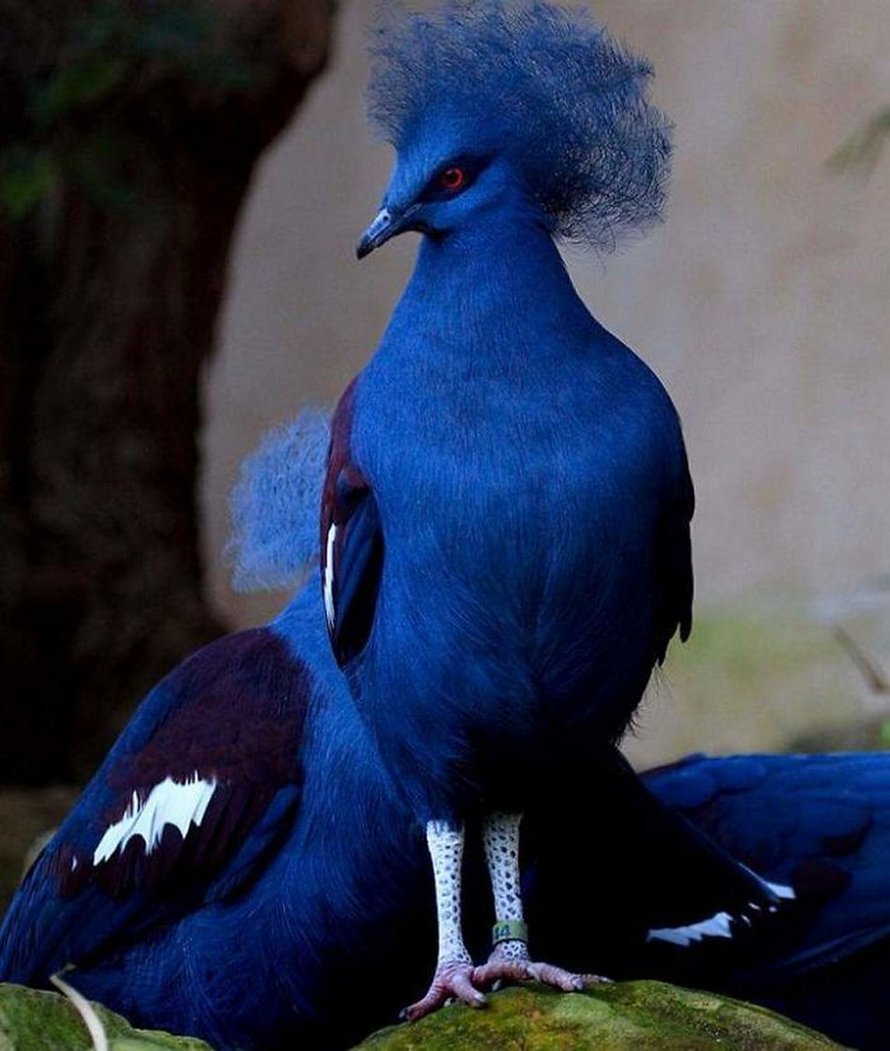 33 oiseaux d’une beauté surréaliste dont vous n’avez peut-être jamais entendu parler