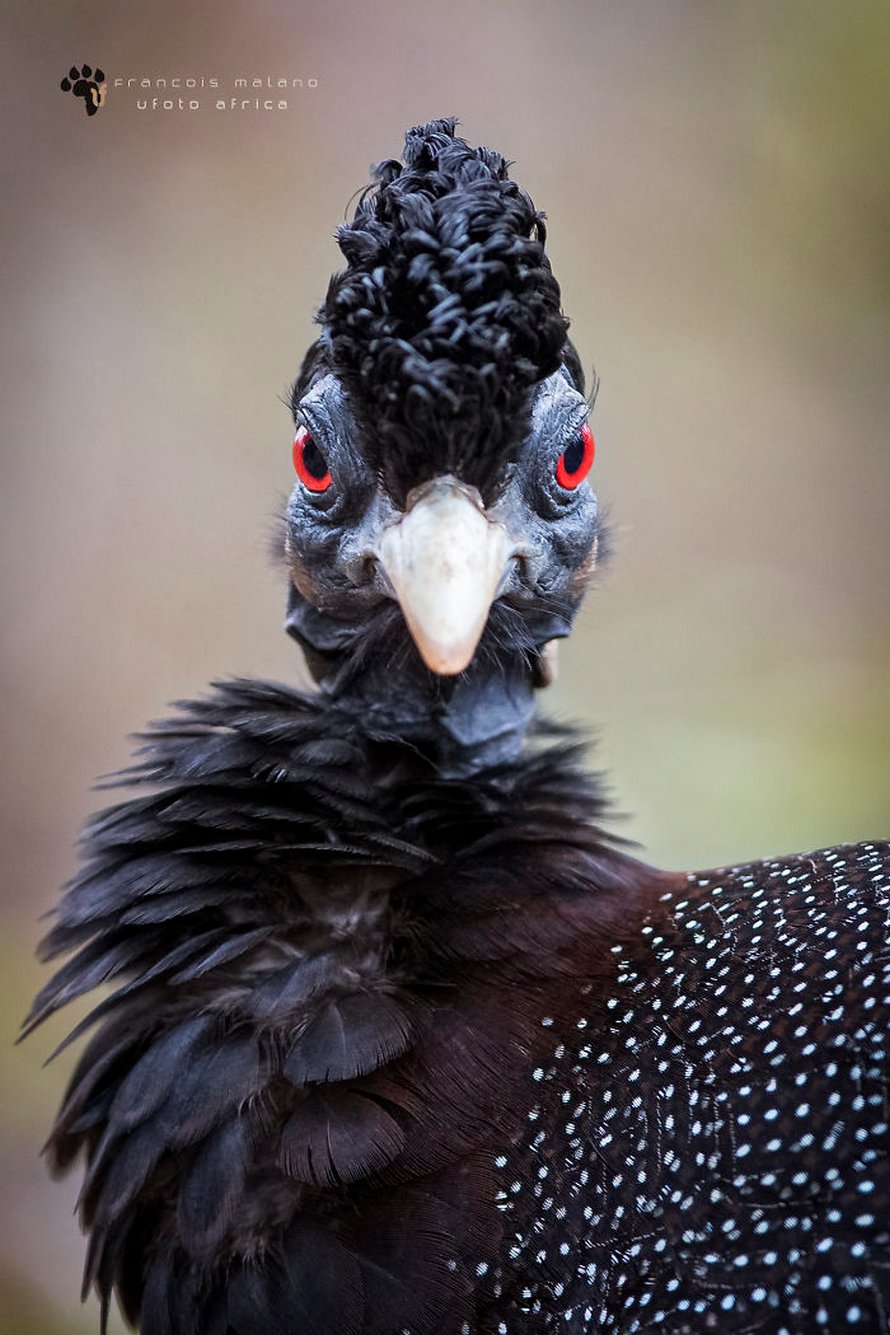 33 oiseaux d’une beauté surréaliste dont vous n’avez peut-être jamais entendu parler