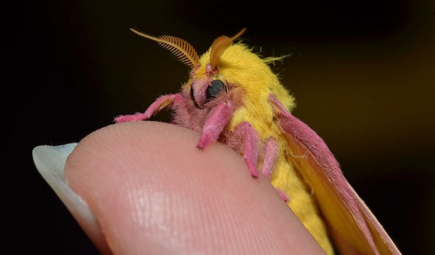 Une femme remarque un papillon coloré dans son arrière-cour et il s’avère que c’est une anisote de l’érable