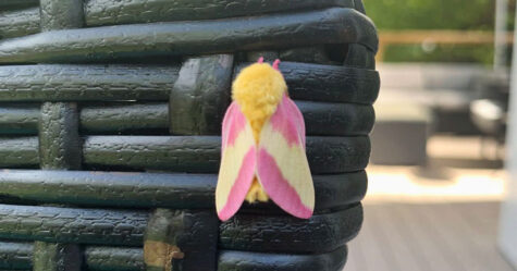 Une femme remarque un papillon coloré dans son arrière-cour et il s&#8217;avère que c&#8217;est une anisote de l&#8217;érable