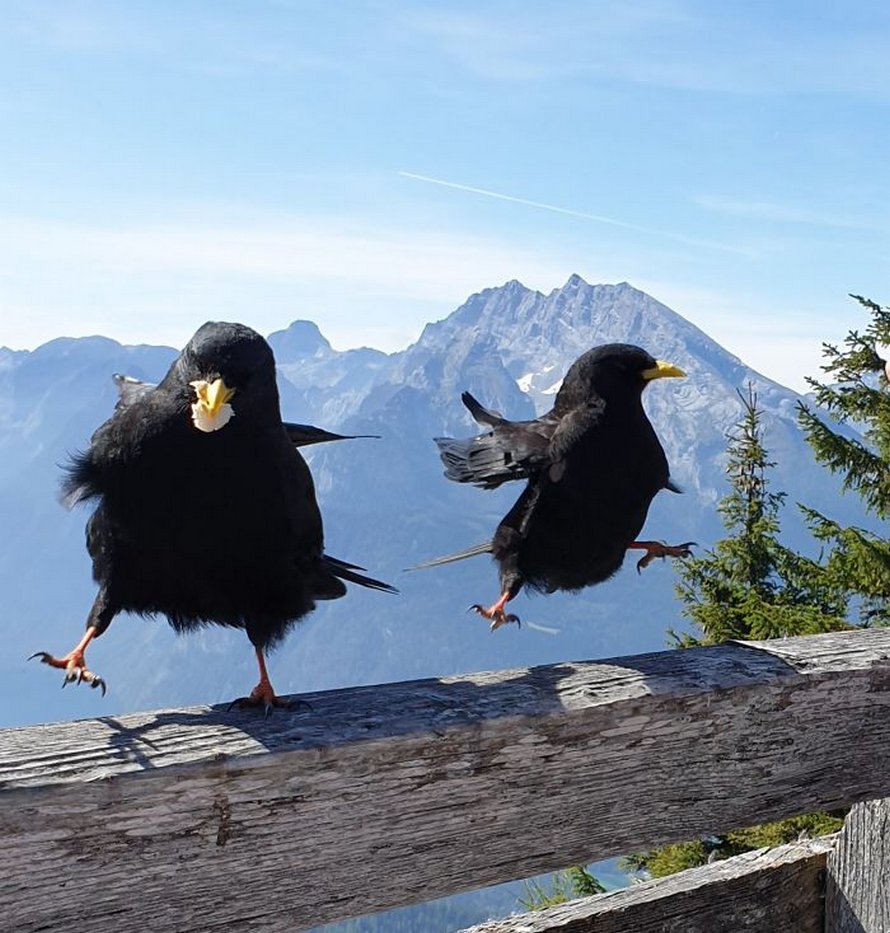 Des gens partagent les pires photos d’animaux sauvages et ces 23 clichés sont si pourris qu’ils sont drôles