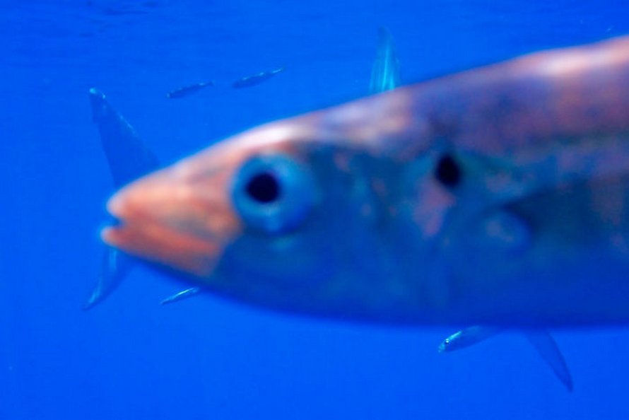 Des gens partagent les pires photos d’animaux sauvages et ces 23 clichés sont si pourris qu’ils sont drôles