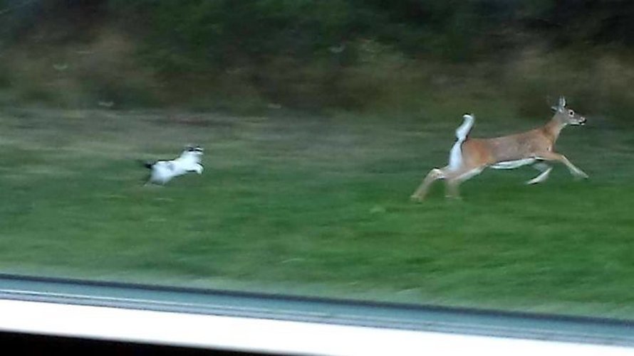 Des gens partagent les pires photos d’animaux sauvages et ces 23 clichés sont si pourris qu’ils sont drôles