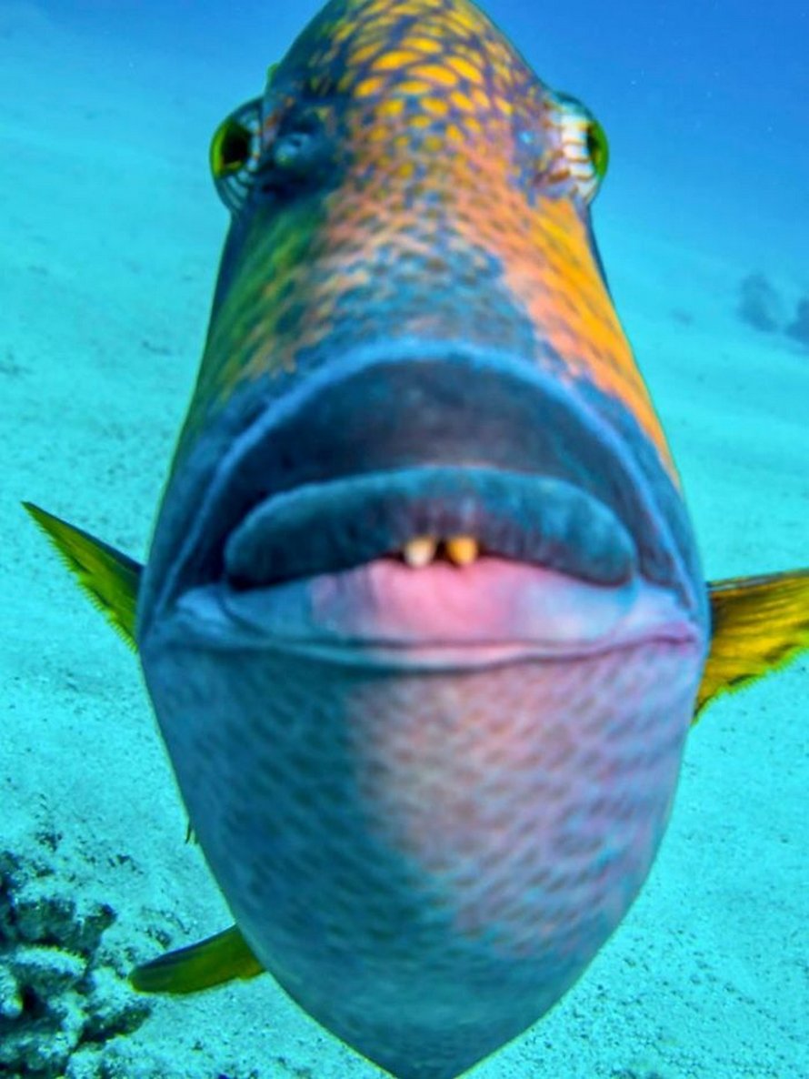 Des gens partagent les pires photos d’animaux sauvages et ces 23 clichés sont si pourris qu’ils sont drôles