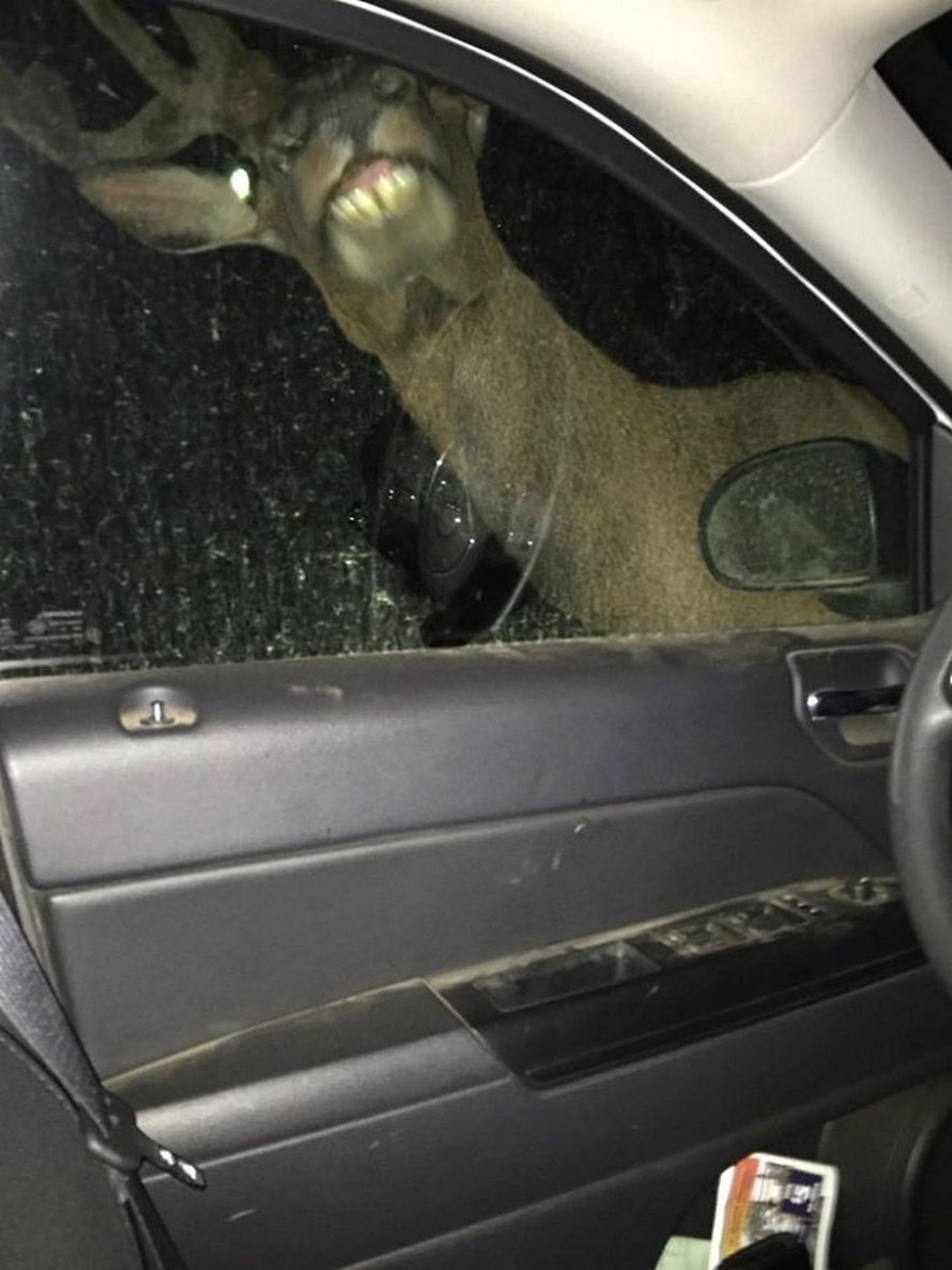 Des gens partagent les pires photos d’animaux sauvages et ces 23 clichés sont si pourris qu’ils sont drôles
