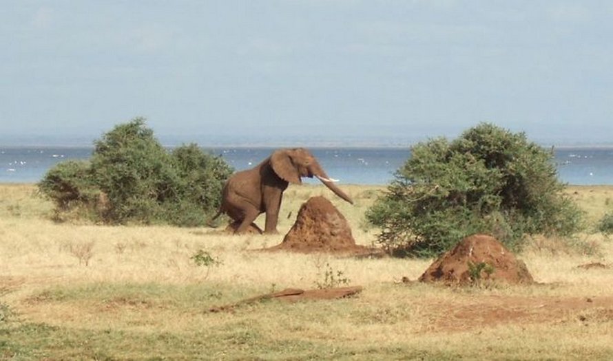 Des gens partagent les pires photos d’animaux sauvages et ces 23 clichés sont si pourris qu’ils sont drôles