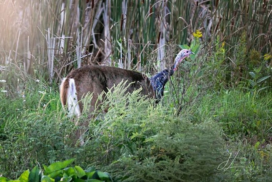 Des gens partagent les pires photos d’animaux sauvages et ces 23 clichés sont si pourris qu’ils sont drôles