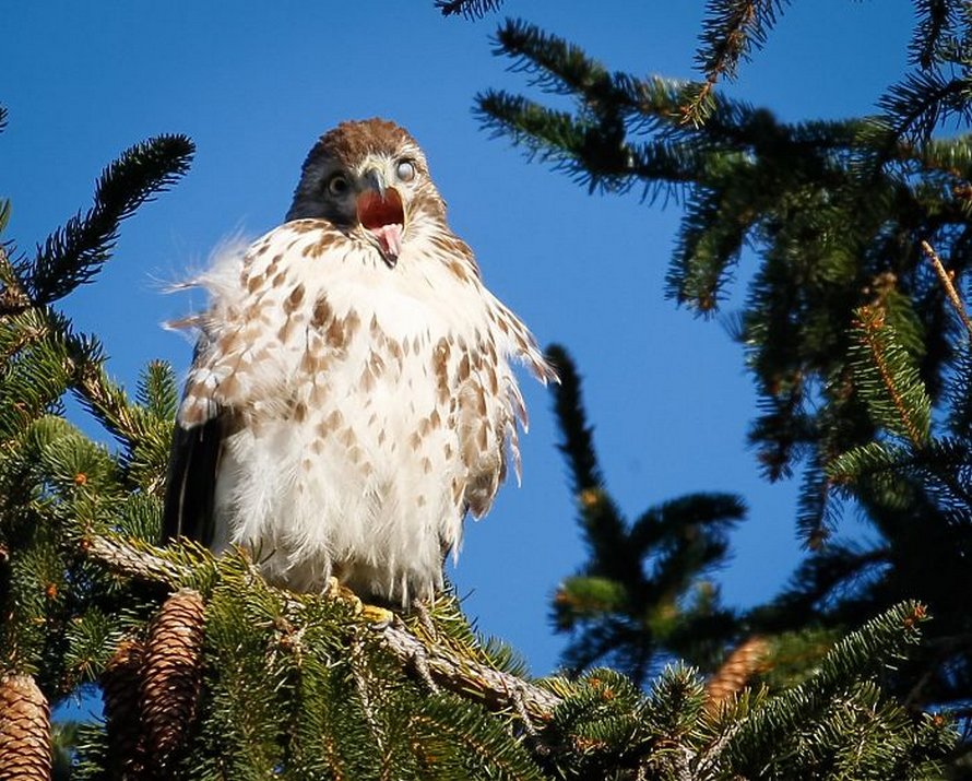 Des gens partagent les pires photos d’animaux sauvages et ces 23 clichés sont si pourris qu’ils sont drôles