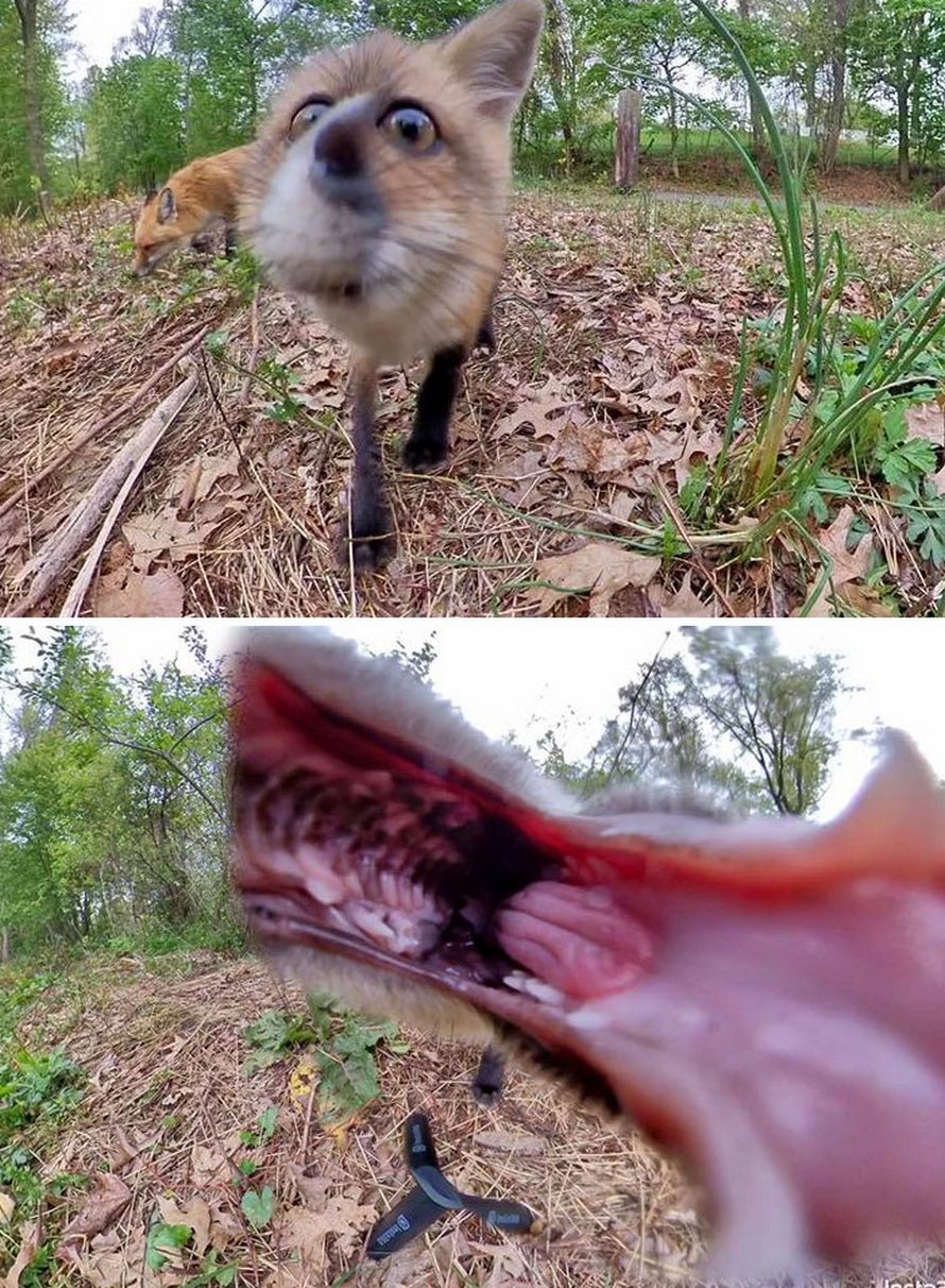 Des gens partagent les pires photos d’animaux sauvages et ces 23 clichés sont si pourris qu’ils sont drôles
