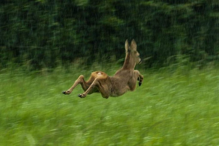 Des gens partagent les pires photos d’animaux sauvages et ces 23 clichés sont si pourris qu’ils sont drôles