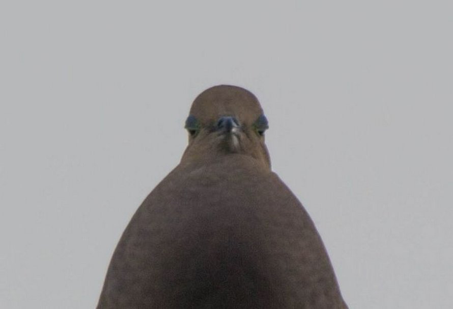 Des gens partagent les pires photos d’animaux sauvages et ces 23 clichés sont si pourris qu’ils sont drôles