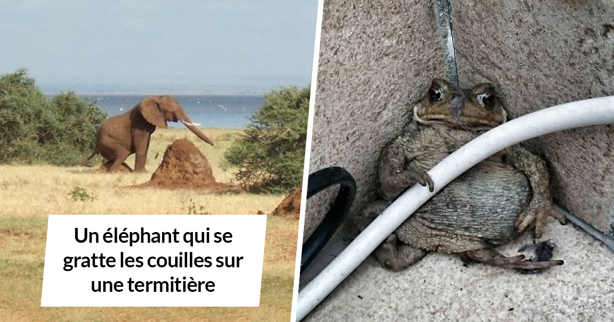 Des gens partagent les pires photos d’animaux sauvages et ces 23 clichés sont si pourris qu’ils sont drôles