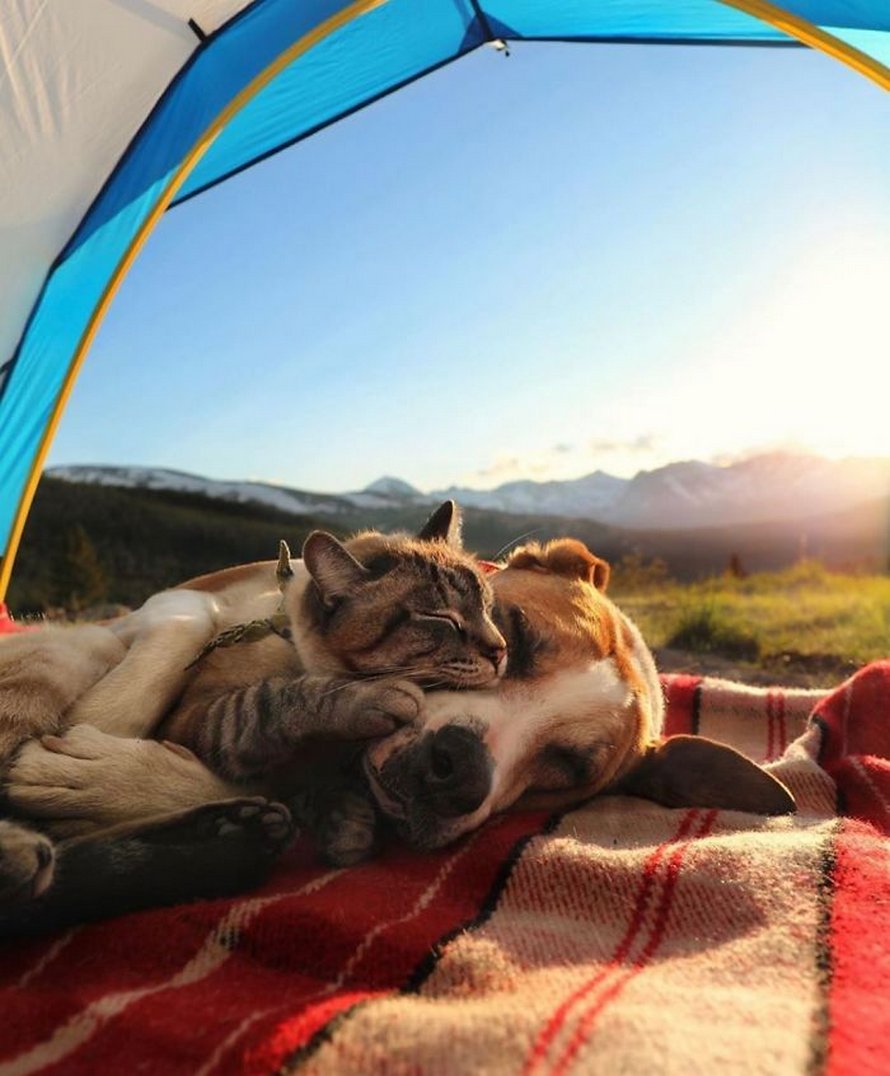 Ces photos de chats sympas vont vous réchauffer le coeur