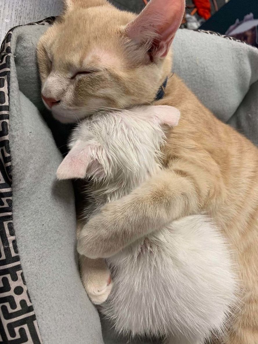 Ces photos de chats sympas vont vous réchauffer le coeur