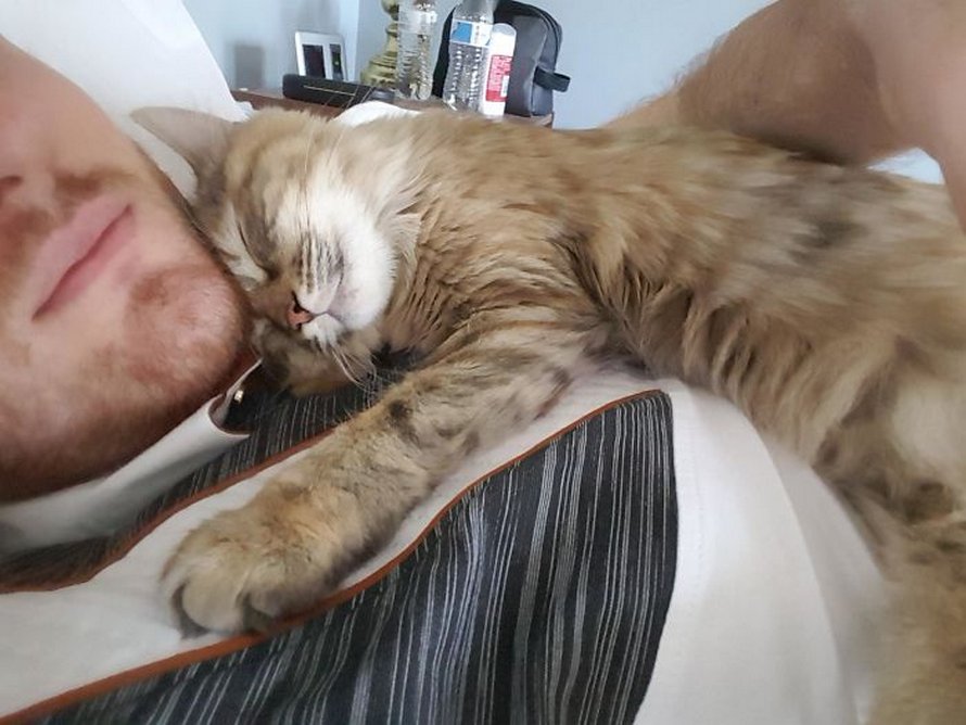 Ces photos de chats sympas vont vous réchauffer le coeur