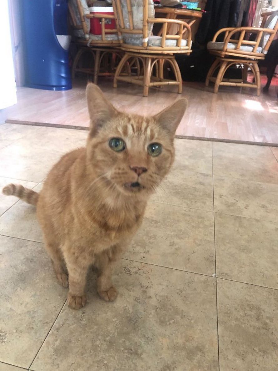 Ces photos de chats sympas vont vous réchauffer le coeur