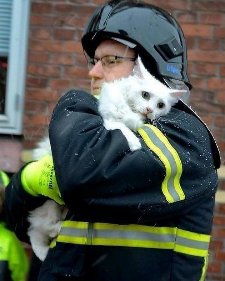 Ces photos de chats sympas vont vous réchauffer le coeur