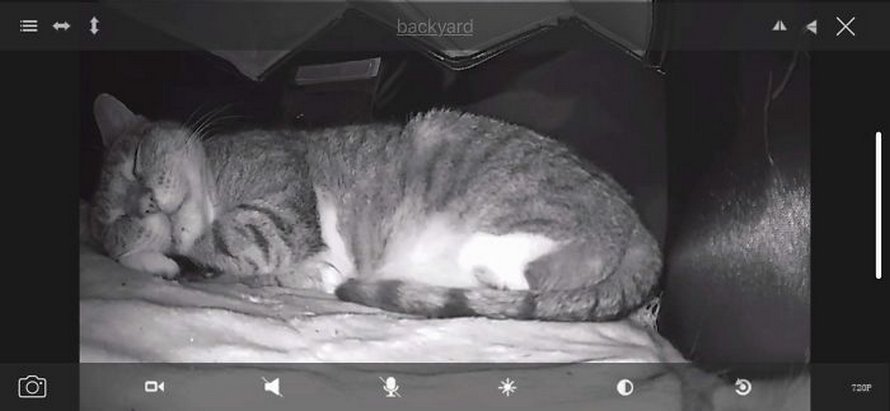 Ces photos de chats sympas vont vous réchauffer le coeur