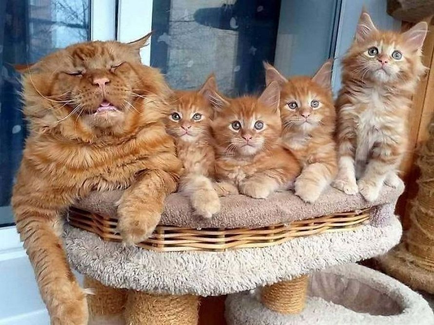 Ces photos de chats sympas vont vous réchauffer le coeur