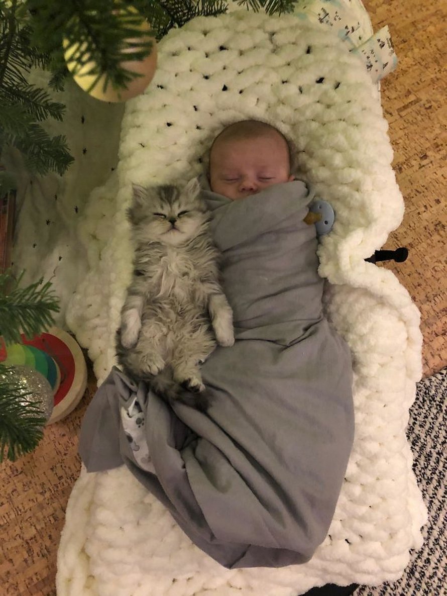 Ces photos de chats sympas vont vous réchauffer le coeur